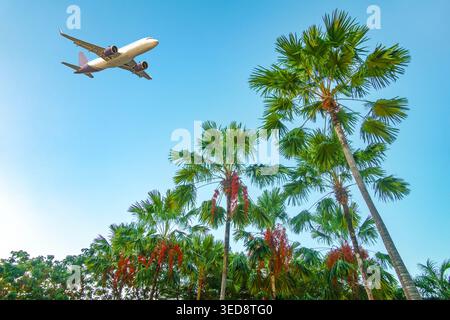 Flugzeug fliegt über tropischen Palmen vor klarem blauem Himmel, Sommerreisekonzept Stockfoto