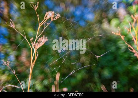 Spinnweben auf Spikelets schließen wilde Naturlandschaften aus Stockfoto