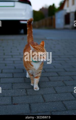 Niedliche rote Tabbykatze, die morgens oder abends in der Nähe eines geparkten Autos auf der Wohnstraße eine entspannte Tierwelt zeigt. Stockfoto
