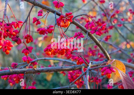 Euonymus europaeus und gelbe Blätter wilde Natur Stockfoto