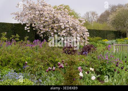 Prunus – ein blühender Kirschbaum, umgeben von Frühlingsrändern in den Gärten von Tintinhull. Stockfoto