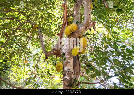 Jackfrucht-Baum mit tropischen Früchten auf Stamm und Hauptzweigen. Stockfoto
