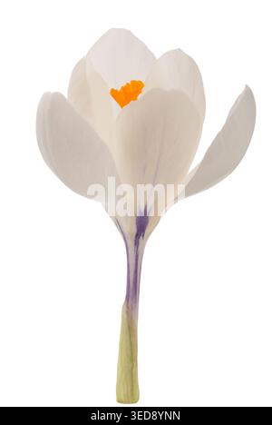 Weiße Krokusblume isoliert auf weißem Hintergrund Stockfoto