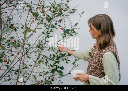 Junge Gärtnerin erntet reife Kirschen von einem Kirschbaum, der an einer weißen Wand im Garten wächst, und hält eine Schüssel, um das frische Obst zu sammeln Stockfoto