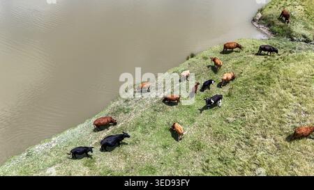 Luftaufnahme einer Rinderherde, die an einem üppig grünen Ufer neben dem ruhigen Wasser Bloemfontein weidet, Freistaat, Südafrika. Stockfoto