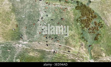 Luftaufnahme einer Rinderherde, die auf einer grünen Weide mit Schotterspuren und verstreuten Büschen in Bloemfontein, Freistaat, Südafrika weidet. Stockfoto