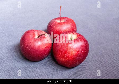 Galaäpfel auf grauem Hintergrund Stockfoto