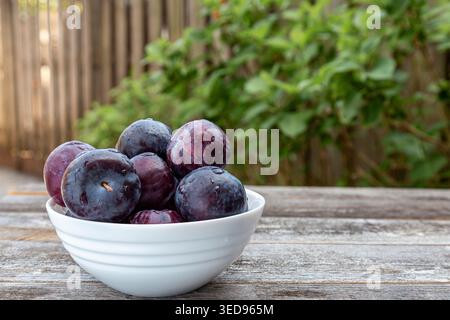 Frische, nasse lila Pflaumen in einer weißen Schüssel auf einem rustikalen Holztisch. Stockfoto