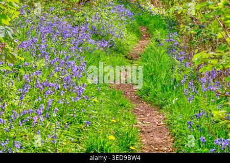 Blauglocken auf dem Wales Coast Path in der Nähe von Llansaint, Kidwelly, Carmarthenshire Stockfoto