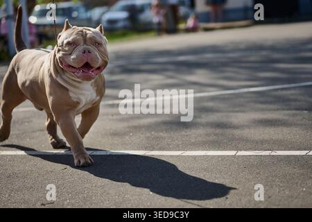 Ein fröhlicher, brauner und weißer amerikanischer Tyrannehund läuft auf einer gepflasterten Straße vorwärts. Die helle Sonne wirft einen langen Schatten und unterstreicht die starke Struktur des Tages Stockfoto