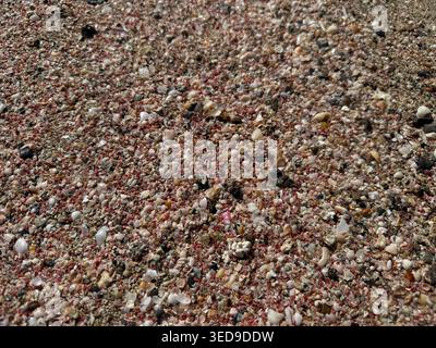 Hier sind einige Titeloptionen für das Schalen/Kieselstrand-Texturbild: Beschreibend/SEO-freundlich: "Bunte Meeresmuscheln und Kieselsteine auf sandigem Strand, Nahe" Stockfoto