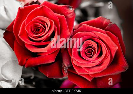 Nahaufnahme von zwei leuchtend roten Rosen in voller Blüte, die ihre zarten, mehrschichtigen Blütenblätter vor einem sanft verschwommenen Hintergrund präsentieren Stockfoto