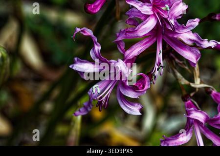 Nerine bowdenii ist eine blühende Pflanze aus der Familie der Amaryllidaceae. Gebräuchliche Namen sind Cornish Lily, Cape Flower, Guernsey Lily und Bowden Lily. Stockfoto