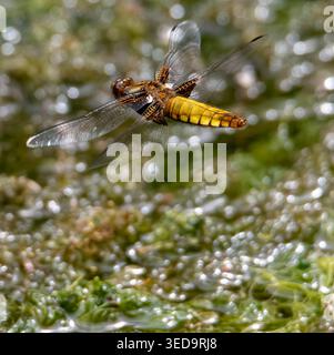Breit-bodied Chaser Stockfoto