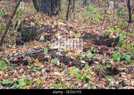 Baumstämme, die mit Blättern bedeckt sind, in der Natur des Waldes und der Reiselandschaft Stockfoto