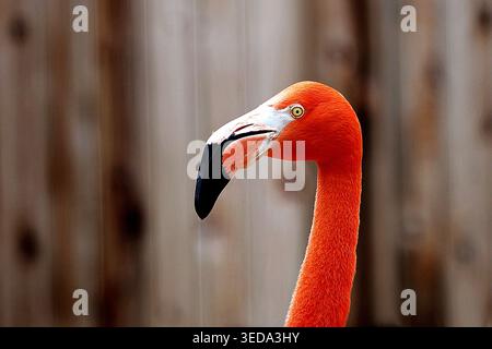 Elegantes amerikanisches Flamingo-Profil-Porträt mit leuchtendem rosa Gefieder. Stockfoto