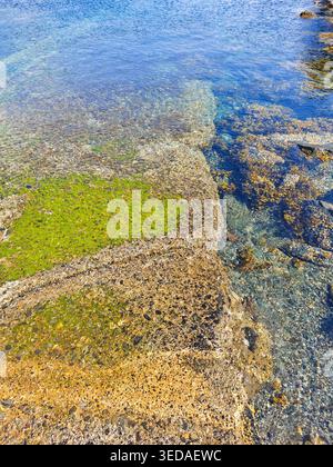 Sitka, USA - 3. August 2024: Nahaufnahme der Küstenstrukturen von Gezeitenbecken Wasser und Felsen mit grünen Algen in Sitka, Alaska, am 3. August Stockfoto