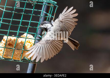 Schwarze Chickadee im Flug an einem Frühlingnachmittag. Stockfoto