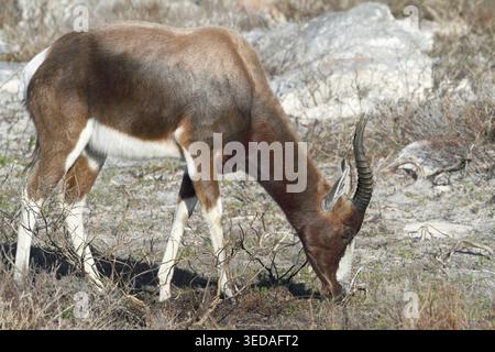 Weniger als 1500 echte rote Ziegen, Damaliscus pygargus, leben noch in ihrem ursprünglichen Verbreitungsgebiet, weidend, reife männliche farbige Ziege, Table Mountain National Pa Stockfoto