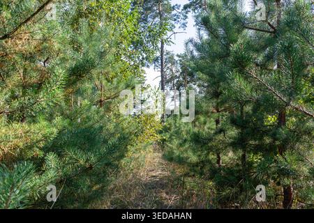 Pfad zwischen den Bäumen im Wald in Kiew Stockfoto