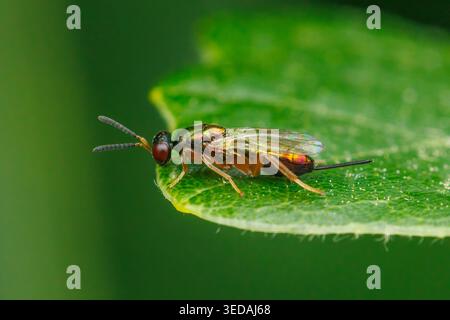 Torymid-Wasp (Torymidae) – Weiblich Stockfoto