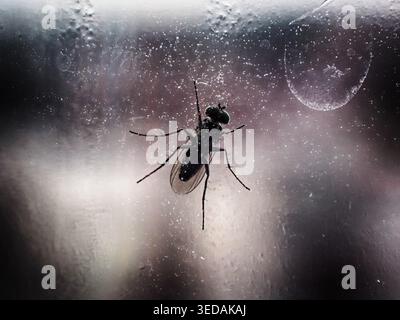 Kleine Fliege auf nassem Glas wilde Natur Landschaft Stockfoto