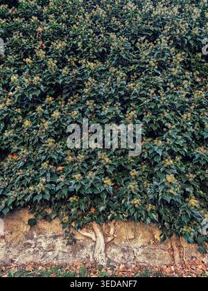 Bäume in der Mauer Stadtlandschaft Sommer Stockfoto