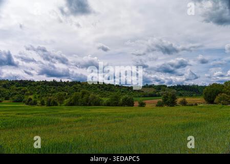 Weizenfeld, Wald auf einem Hügel, Wolken wilde Natur Landschaft Stockfoto