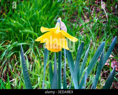 Gelbe Narzissen-Nahaufnahme für Blumenmagazin Stockfoto