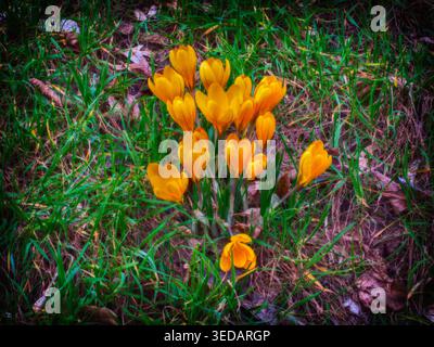 Gelbe Schneeglöckchen Frühlingslandschaft Makro Stockfoto
