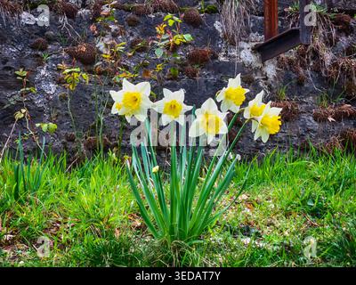 Narzissen in der Nähe einer alten Mauer erstaunliche Landschaft Stockfoto