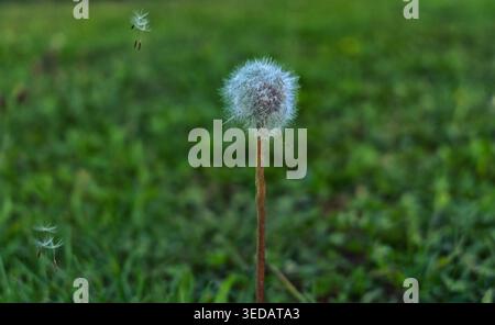 Löwenzahn am Abend und fliegende Regenschirme wilde Natur Stockfoto
