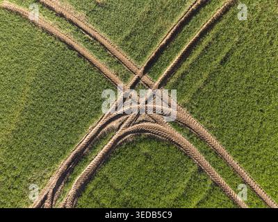 Luftaufnahme der Reifenspuren von Traktoren, die sich durch ein üppiges grünes landwirtschaftliches Feld unter hellem Sonnenlicht kreuzen Meikleour, Schottland, Großbritannien. Stockfoto