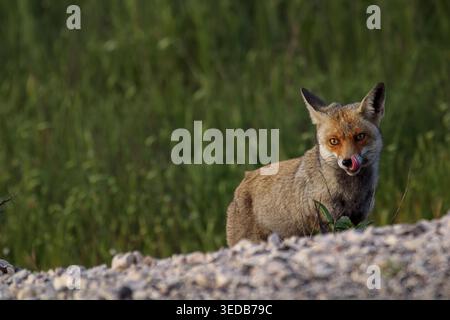 Rotfuchs, der in einem grünen natürlichen Lebensraum steht, seinen Maul mit einem neugierigen und aufmerksamen Ausdruck leckt, die Tierwelt und den Instinkt eines Präs verkörpert Stockfoto
