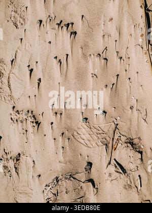 Blick von oben auf menschliche Fußabdrücke und verstreute Muscheln, die in weichen Strandsand gepresst werden. Natürliche Texturen und Schatten schaffen einen minimalen Küstenhintergrund, Idee Stockfoto