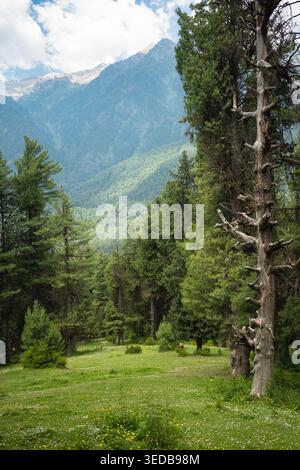 Eine lebhafte grüne Wiese mit kleinen Wildblumen liegt eingebettet in einen dichten immergrünen Wald mit aufragenden, nebelgeküssten Bergen im Hintergras Stockfoto