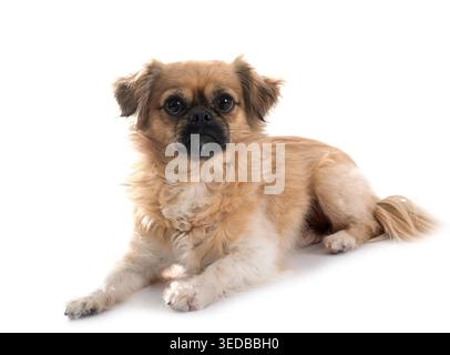Terrier vor weißem Hintergrund Stockfoto