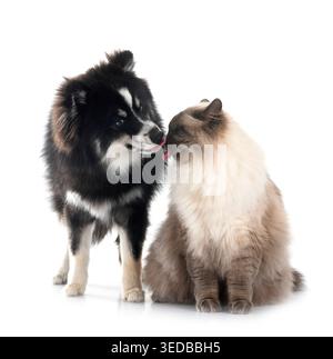 sibirische Katze und Pomsky vor weißem Hintergrund Stockfoto