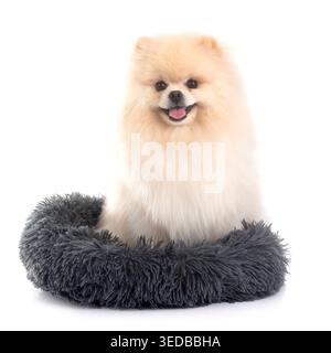 Junge pomeranian vor weißem Hintergrund Stockfoto