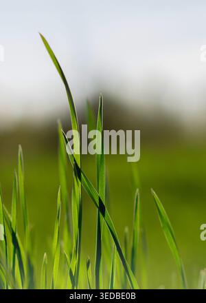 Grünes saftiges Gras in den Strahlen des Lichts Stockfoto