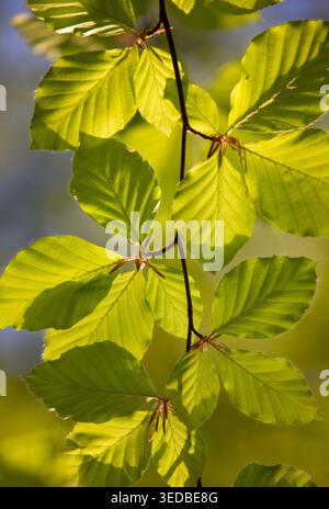 Frische junge grüne Buchenblätter im Frühling, beleuchtet durch warmes spätes Sonnenlicht Stockfoto