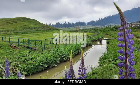 Ein malerischer Blick auf sanfte grüne Hügel, einen fließenden Bach und leuchtende lila Lupinen-Blüten im indischen Himalaya, perfekt für Reisen und Naturthemen Stockfoto