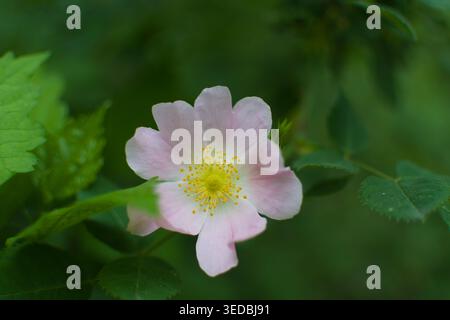 Nahaufnahme einer zarten rosafarbenen Hüftblume mit gelben Staubblättern vor einem Hintergrund üppig grüner Blätter in einer natürlichen Umgebung im Freien bei Tageslicht. Stockfoto