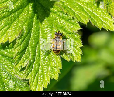 Biodiversität - Myathropa florea - Selten Hoverfly auf einem grünen Blatt. Hochwertige Fotos Stockfoto