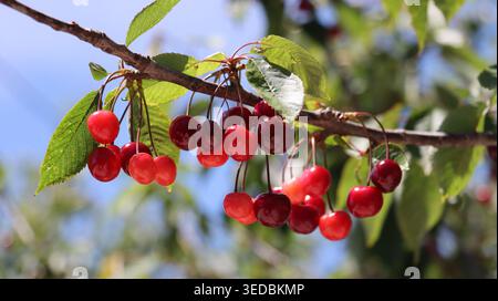 Eine Nahaufnahme eines Zweiges mit Kirschen in verschiedenen Rottönen. Stockfoto