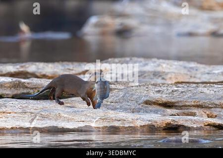 Präzision, Geduld und ein perfekter Fang, der sich mit diesem Fang „Otter-ly“ zufrieden fühlt. Glatt beschichteter Otter ist eine Süßwasserotter-Art aus Regionen Stockfoto