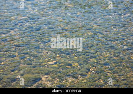 Kristallklares Wasser fließt über ein felsiges Flussbett, das mit grünem Moos bedeckt ist. Das Sonnenlicht erzeugt sanfte Wellen und Reflexionen auf der Oberfläche Stockfoto