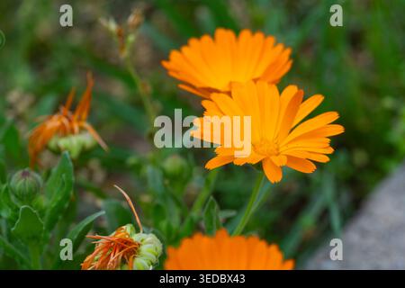 Nahaufnahme einer lebendigen orangen Blume in natürlichem Licht mit weichem, unscharfem Hintergrund. Frühlingsblütenkonzept, Naturschönheit und minimale Komposition Stockfoto