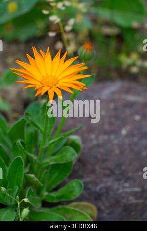 Nahaufnahme einer lebendigen orangen Blume in natürlichem Licht mit weichem, unscharfem Hintergrund. Frühlingsblütenkonzept, Naturschönheit und minimale Komposition Stockfoto
