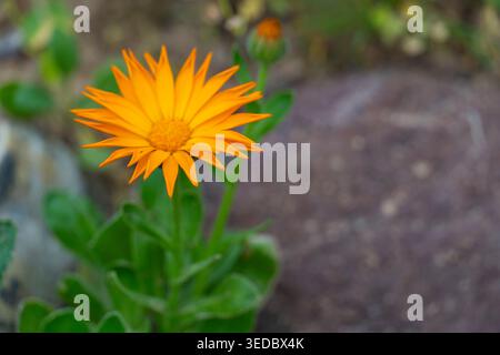 Nahaufnahme einer lebendigen orangen Blume in natürlichem Licht mit weichem, unscharfem Hintergrund. Frühlingsblütenkonzept, Naturschönheit und minimale Komposition Stockfoto
